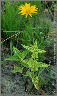Heliopsis helianthoides var. scabra 'Loraine Sunshine' - Słoneczniczek szorstki 'Loraine Sunshine'