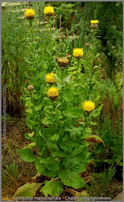 Centaurea macrocephala - Chaber wielkogłówkowy