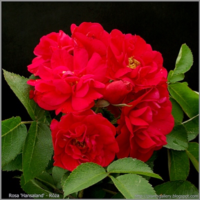  Rosa 'Hansaland' - Róża 'Hansaland'