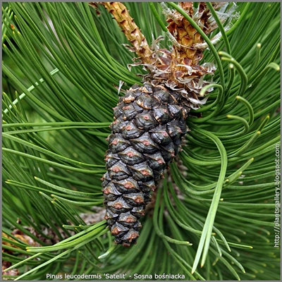 Pinus leucodermis 'Satelit' fruit - Sosna bośniacka 'Satelit' SZYSZKA
