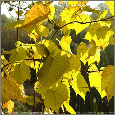 Vitis riparia - Winorośl pachnąca