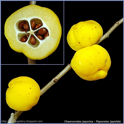 Chaenomeles japonica fruit - Pigwowiec japoński owoce