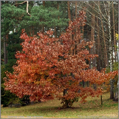 Quercus rubra autumn - Dąb czerwony jesienią
