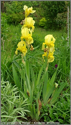 Iris germanica 'Helge' - Kosaciec bródkowy
