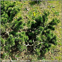 Pinus mugo 'Jakobsen' - Sosna górska 'Jakobsen'