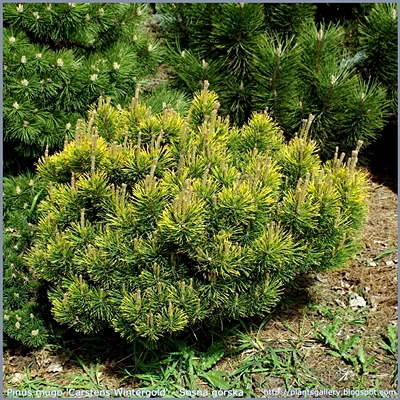 Pinus mugo 'Carstens Wintergold' - Sosna górska 'Carstens Wintergold'