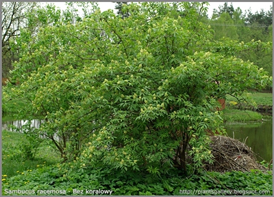 Sambucus racemosa  - Bez koralowy pokrój w okresie kwitnienia