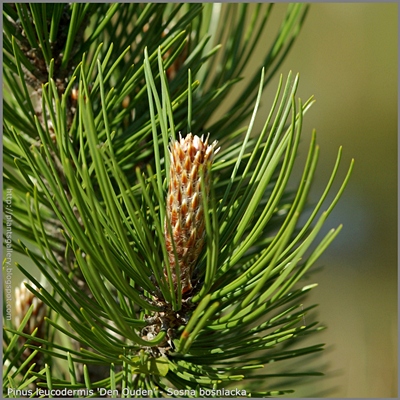 Pinus leucodermis 'Den Ouden' - Sosna bośniacka 'Den Ouden'