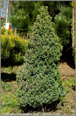 Picea glauca 'Sanders Blue' - Świerk biały 'Sanders Blue' 
