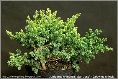 Juniperus chinensis 'San Jose' - Jałowiec chiński 'San Jose'  