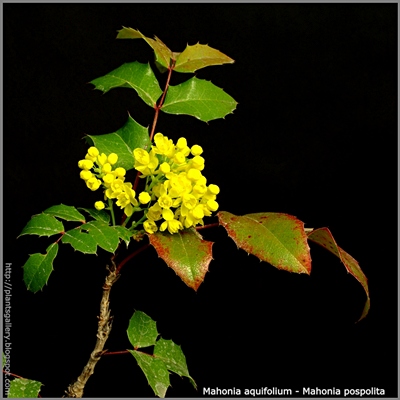 Mahonia aquifolium - Mahonia pospolita