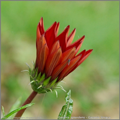 Gazania splendens - Gazania lśniąca