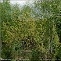 Salix triandra - Wierzba trójpręcikowa