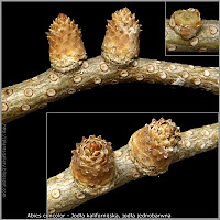 Abies concolor - Jodła kalifornijska, jodła jednobarwna