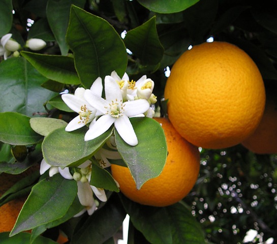 [orange blossom[4].jpg]