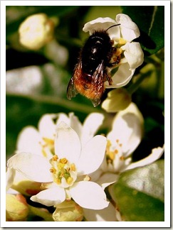 mexican orange blossom