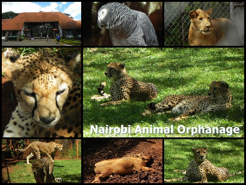 [Nairobi_Animal_Orphanage_2[2].jpg]