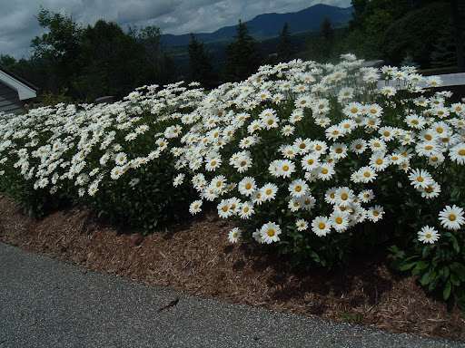 Pick Your Own Bouquet