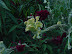 Celosia argentea var. cristata Family: Amaranthaceae (Amaranth family)