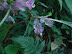 Impatiens sulcata Family: Balsaminaceae (Balsam family)