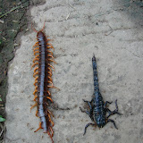 Eeek!  These guys were at the  temples.  I also saw a long  red-backed snake slither away.