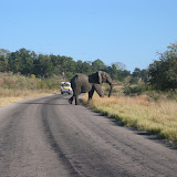 002 June 2005 Chobe, Botswana bull elephant.JPG