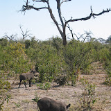 043 June 2005 Chobe, Botswana wart hogs.JPG