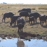 060 June 2005 Chobe, Botswana buffalo.JPG