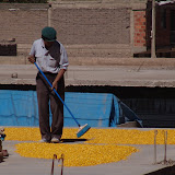 Raking corn on a roof