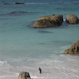126 May 2005 Cape Town, South Africa Simon's Town jackass penguin colony.JPG