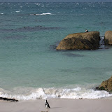 127 May 2005 Cape Town, South Africa Simon's Town jackass penguin colony.JPG
