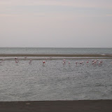052 May 2005 Namibia Walvis Bay flamingos.JPG