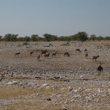 093 May 2005 Namibia Etosha Natl Park.JPG