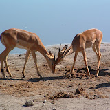 5X7impala1.JPG