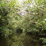244 Feb 2006  Caxiuana Ferreira Penna Scientific Research Station.JPG