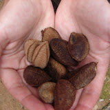 299 Feb 2006 Caxiuana Ferreira Penna Scientific Research Station Brazil nuts.JPG
