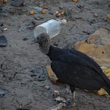 DSC02012.jpg