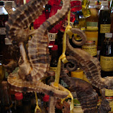 DSC02230.jpg