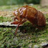 128 Feb 2006  Caxiuana Ferreira Penna Scientific Research Station Cicada.JPG
