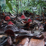 095 Feb 2006  Caxiuana Ferreira Penna Scientific Research Station.JPG