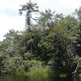 198 Feb 2006  Caxiuana Ferreira Penna Scientific Research Station Butterfly research.JPG