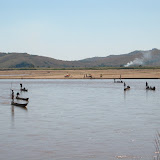 Pirogues are hollowed out tree
trunks, and are the most common
form of river transport.