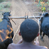 Zebu cart ride
to the next village