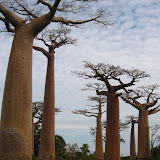 331 June 2005 Morondava, Madagascar Avenue of the Baobabs.JPG