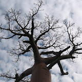 341 June 2005 Morondava, Madagascar Avenue of the Baobabs.JPG