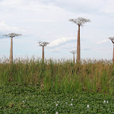 340 June 2005 Morondava, Madagascar Avenue of the Baobabs.JPG