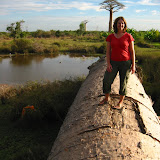 The baobabs
are ginormous!
