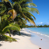 Lots of nice beach!
And coconuts!
