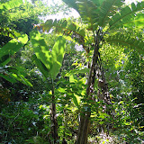 061 Oct Mambukal, Negros, Philippines Mt. Kanlaon Natl Park.JPG
