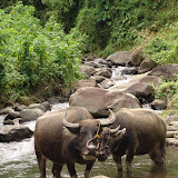 062 Oct Mambukal, Negros, Philippines Mt. Kanlaon Natl Park.JPG